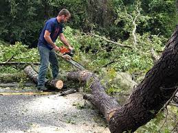 Professional Tree Removal in Thatcher, UT
