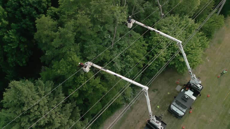 Trusted Thatcher, UT Tree Removal Experts