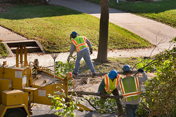 How Our Tree Care Process Works  in  Thatcher, UT